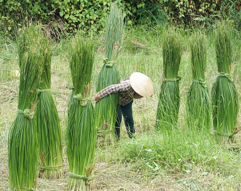 Dạo sông Thu Bồn, ngắm đồng lác xanh rì, nghe chuyện làng nghề  - ảnh 12