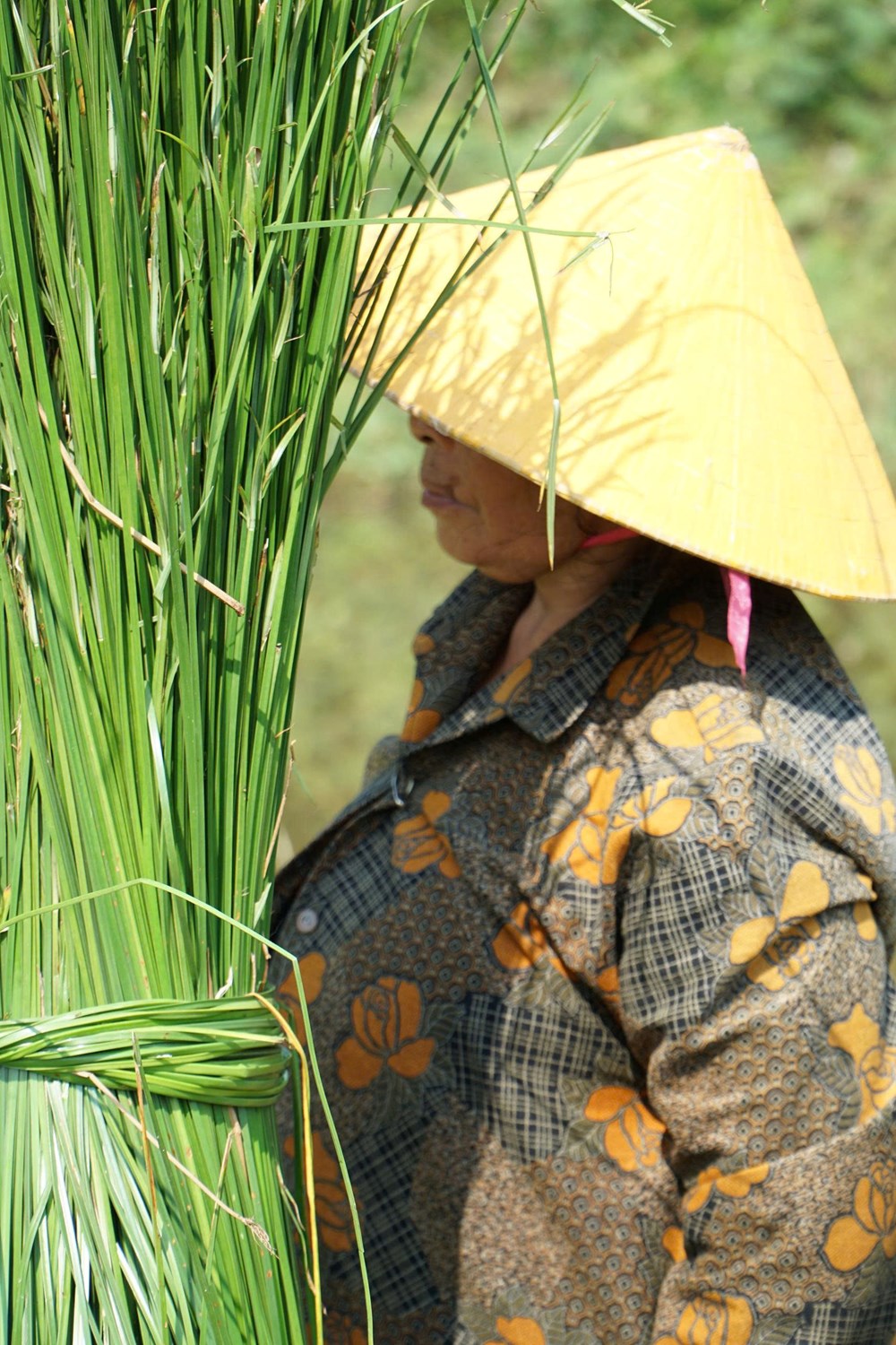 Dạo sông Thu Bồn, ngắm đồng lác xanh rì, nghe chuyện làng nghề  - ảnh 4