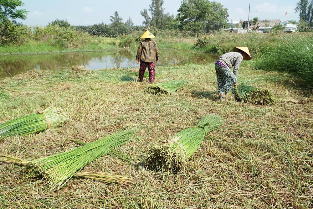 Dạo sông Thu Bồn, ngắm đồng lác xanh rì, nghe chuyện làng nghề  - ảnh 5