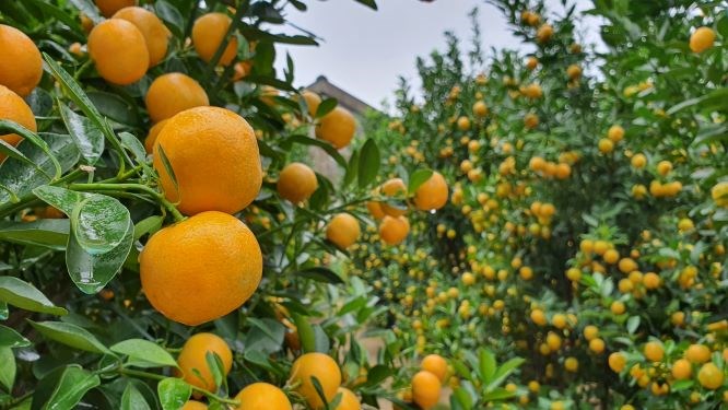 Làng quật cảnh Cẩm Hà rộn ràng vào hội Tết - ảnh 2