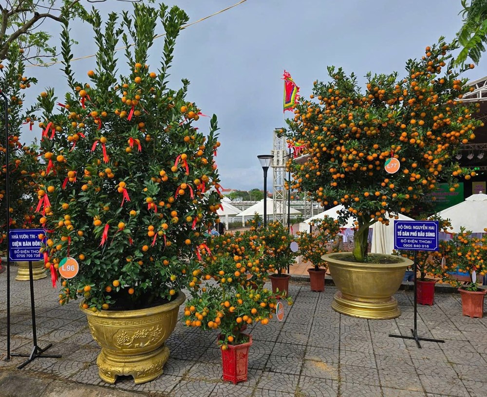 Làng quật cảnh Cẩm Hà rộn ràng vào hội Tết - ảnh 5