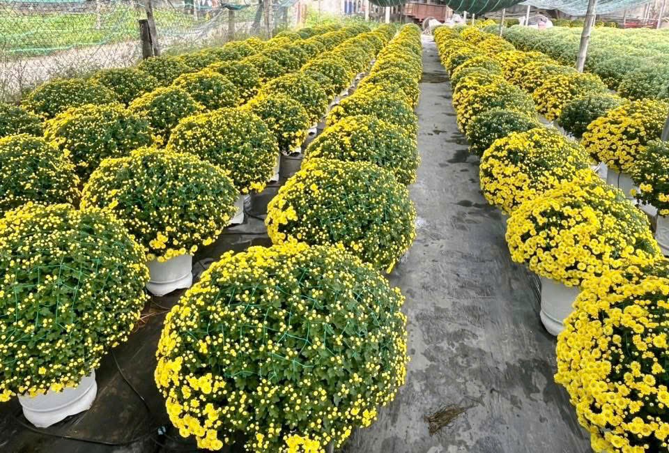 Điện Bàn Bắc tổ chức chuỗi hoạt động “Mừng Đảng - Mừng Xuân”  - ảnh 2