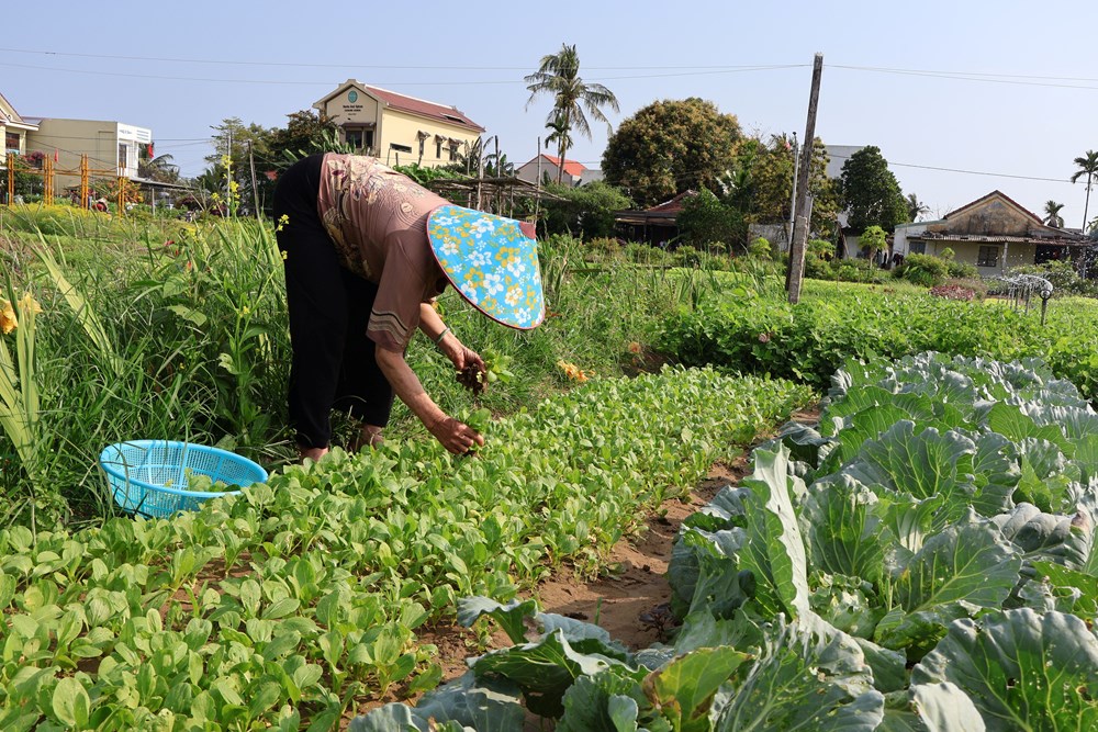 Rộn ràng lễ hội cầu bông Trà Quế - ảnh 18