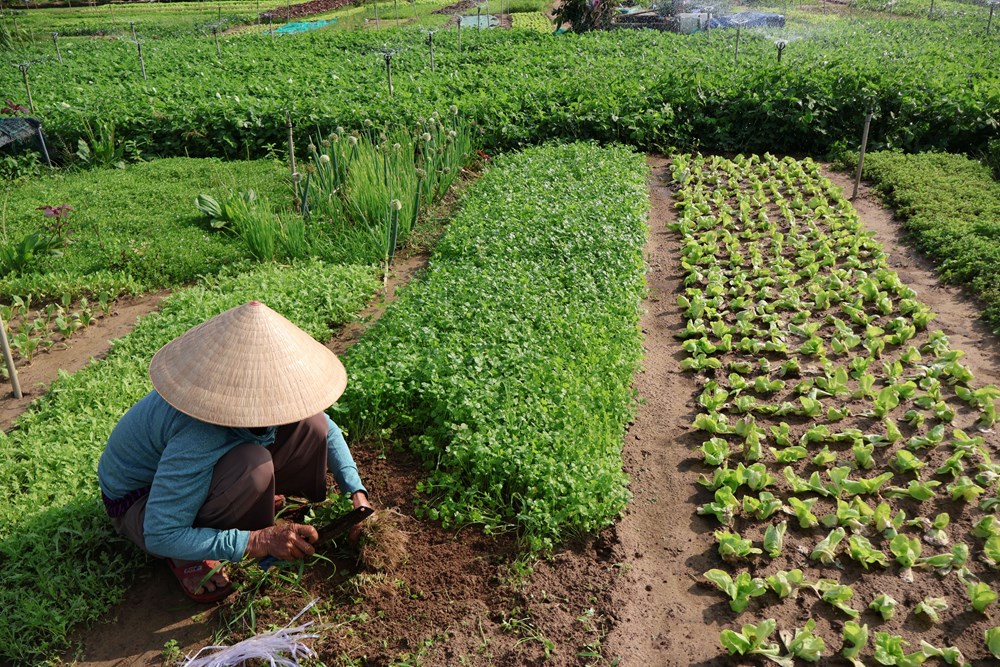 Rộn ràng lễ hội cầu bông Trà Quế - ảnh 19