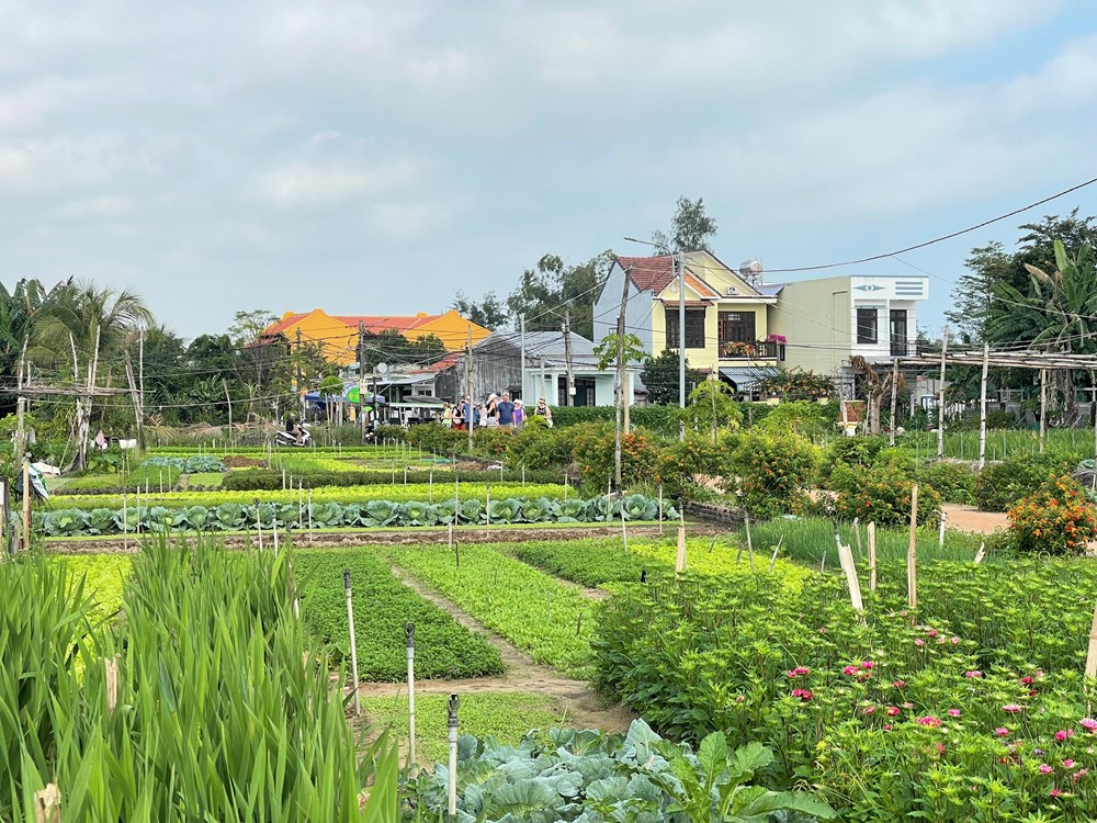 Rộn ràng lễ hội cầu bông Trà Quế - ảnh 20