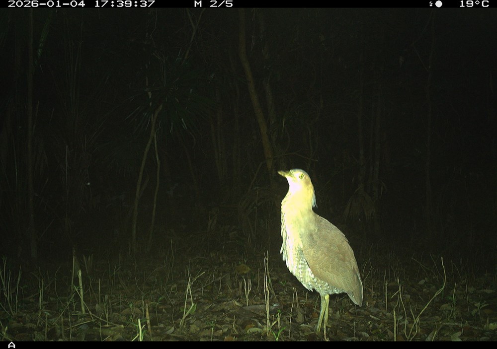 Ghi nhận sự hiện diện 27 loài động vật hoang dã tại khu vực rừng Mỹ Sơn - ảnh 5