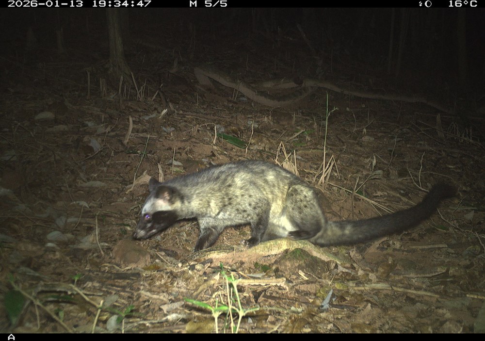 Ghi nhận sự hiện diện 27 loài động vật hoang dã tại khu vực rừng Mỹ Sơn - ảnh 3