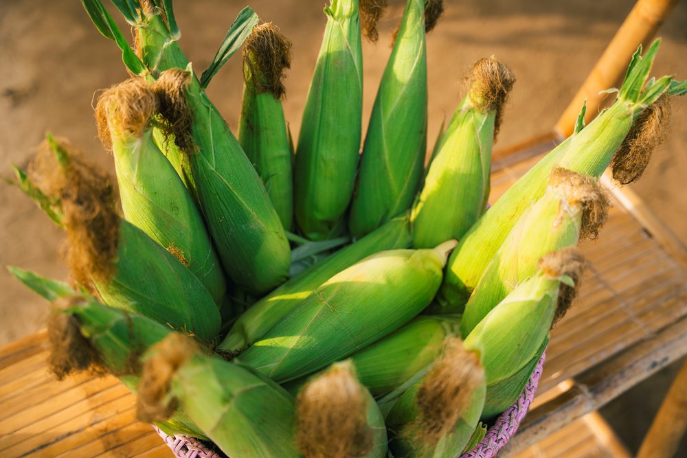 Các hoạt động hấp dẫn tại ngày hội Bắp nếp Cẩm Nam – Hội An 2026 - ảnh 3