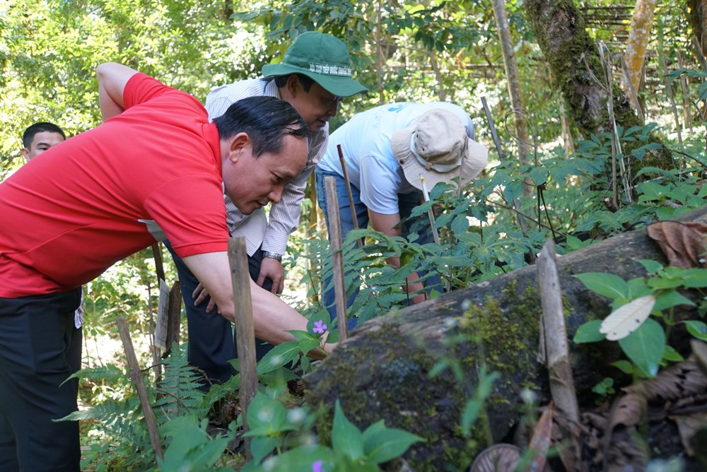 Đà Nẵng dành 500 tỉ đồng phát triển nông nghiệp hữu cơ - ảnh 1