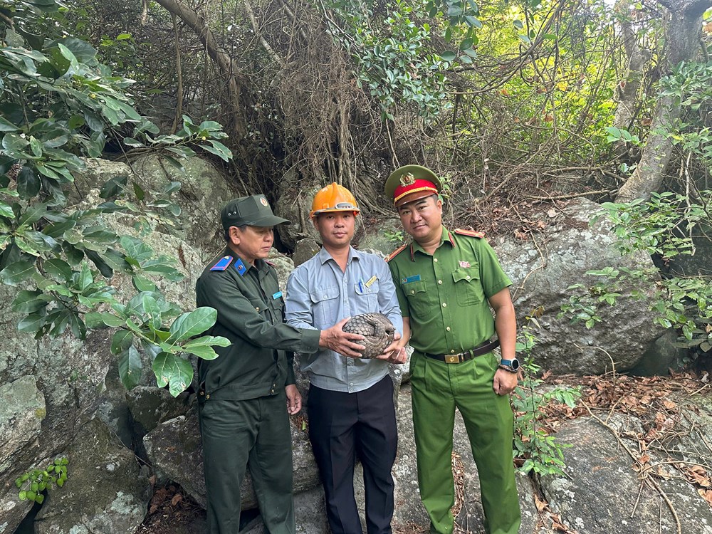 Giải cứu tê tê quý hiếm trôi dạt trên biển Cù Lao Chàm - ảnh 2