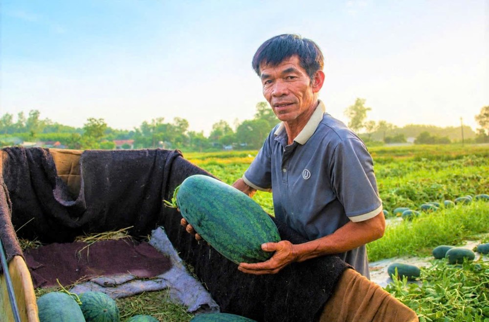 Thương lái thu mua dưa hấu tận ruộng, nông dân phấn khởi  - ảnh 2