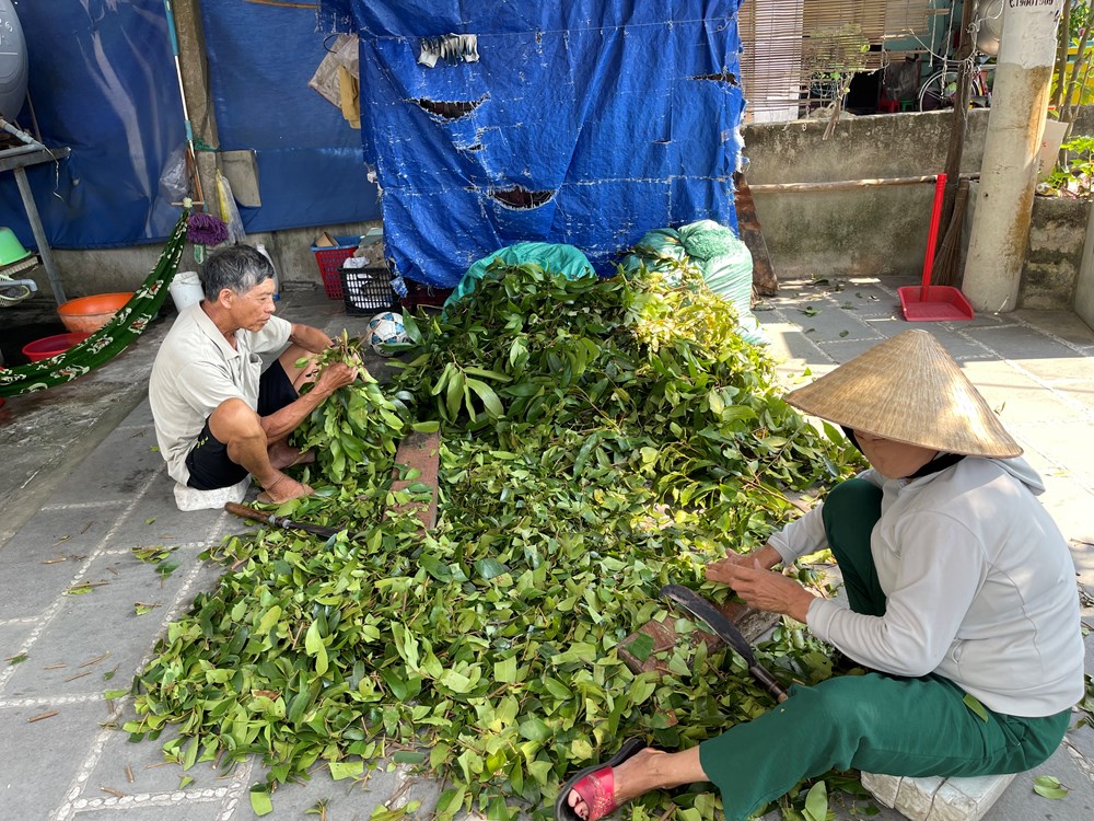 Kế hoạch quản lý, bảo vệ môi trường Khu Dự trữ Sinh quyển thế giới Cù Lao Chàm - Hội An - ảnh 5