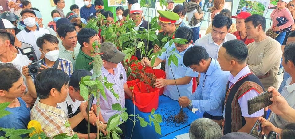 Tổ chức Hội thi sâm Ngọc Linh đẹp, mở sàn đấu giá gây quỹ  - ảnh 1