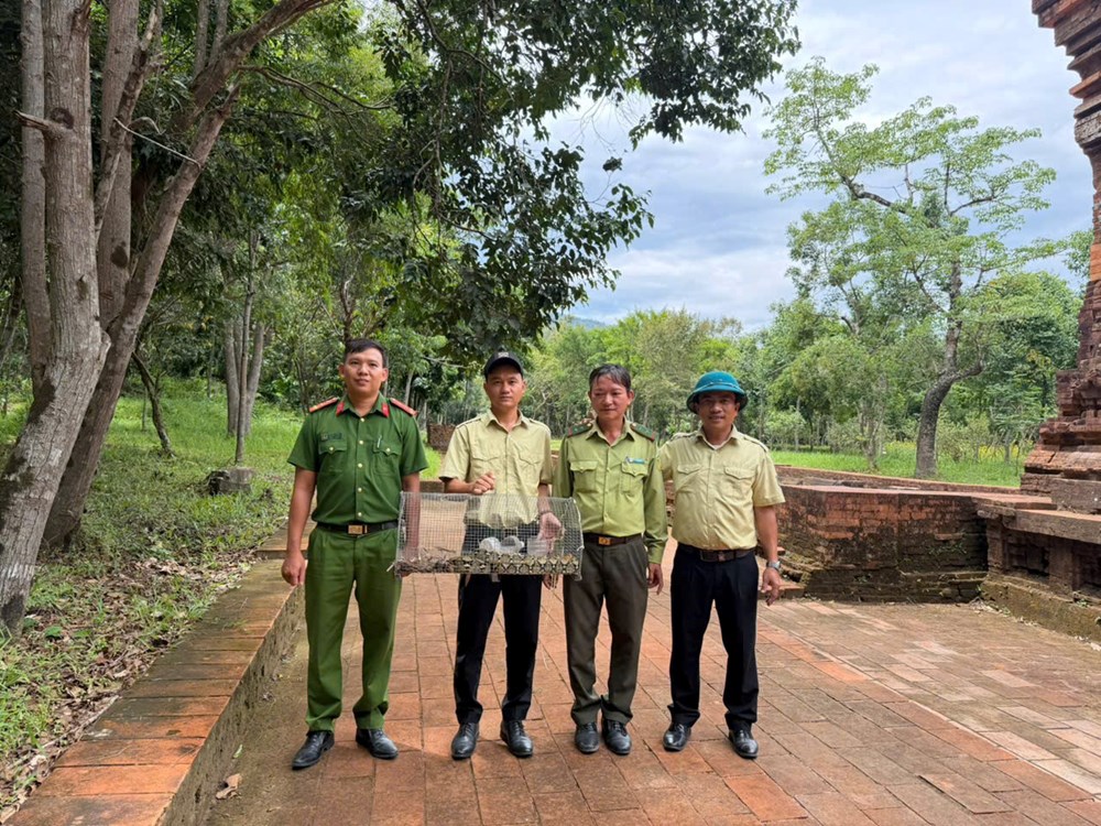 Tiếp nhận, phối hợp thả động vật hoang dã quý hiếm về rừng Mỹ Sơn - ảnh 1
