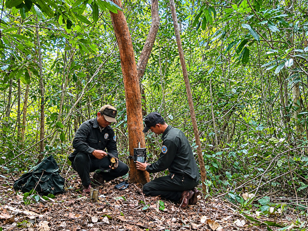Mỹ Sơn và WWF mở hướng bảo tồn di sản từ phục hồi rừng - ảnh 2