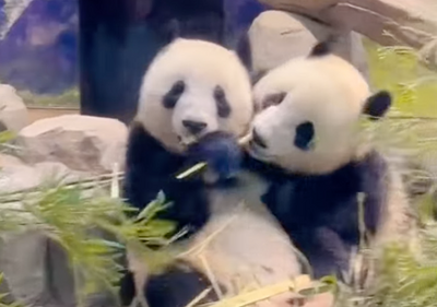 Buồn của Nhật Bản: 100.000 người đăng ký đến chia tay cặp gấu trúc song sinh về Trung Quốc, đánh dấu ngày không còn con gấu trúc nào trên lãnh thổ - ảnh 1