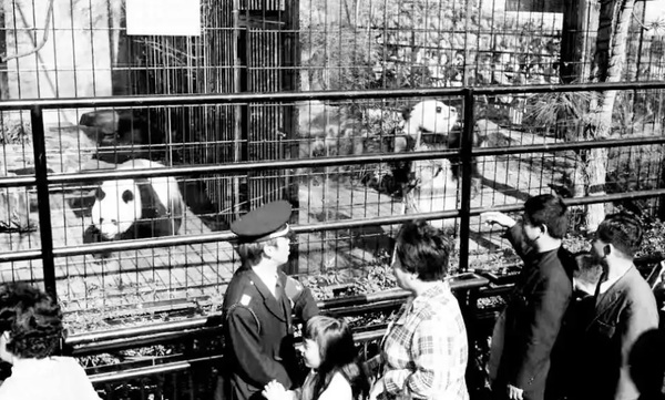 Buồn của Nhật Bản: 100.000 người đăng ký đến chia tay cặp gấu trúc song sinh về Trung Quốc, đánh dấu ngày không còn con gấu trúc nào trên lãnh thổ - ảnh 6