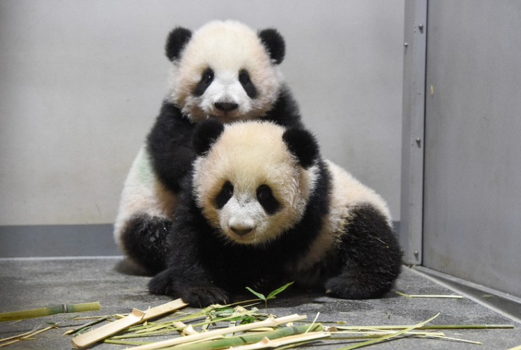 Buồn của Nhật Bản: 100.000 người đăng ký đến chia tay cặp gấu trúc song sinh về Trung Quốc, đánh dấu ngày không còn con gấu trúc nào trên lãnh thổ - ảnh 5