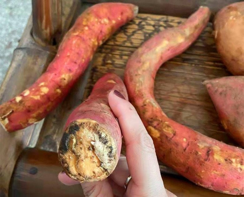 5 loại thực phẩm ngon bổ này sẽ hóa “thuốc độc” khi bị mốc, loại đầu tiên đang được bán với số lượng lớn: Nếu nhà bạn có, vứt bỏ ngay đi! - ảnh 3