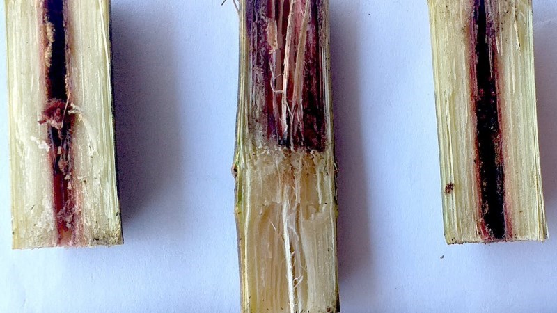 5 loại thực phẩm ngon bổ này sẽ hóa “thuốc độc” khi bị mốc, loại đầu tiên đang được bán với số lượng lớn: Nếu nhà bạn có, vứt bỏ ngay đi! - ảnh 1