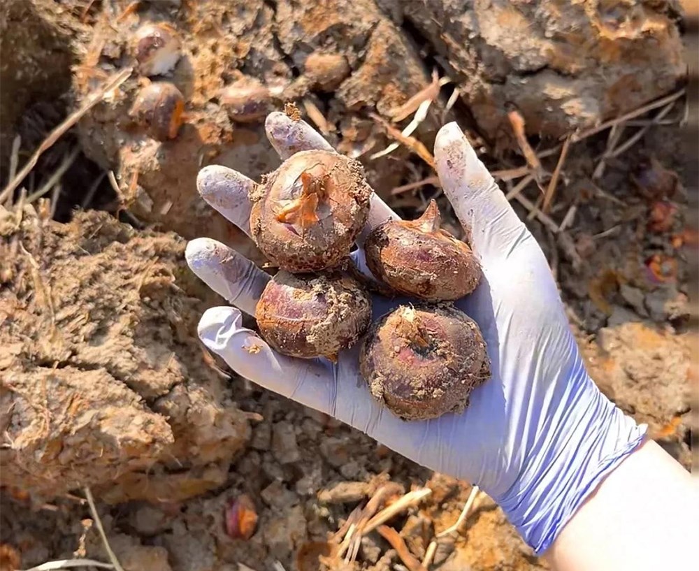 Thứ này ăn sống thì giải độc, nấu chín thì bổ phổi: Ngoài chợ sẵn nhiều giá chỉ vài nghìn mua đủ 1 bữa - ảnh 1