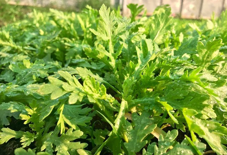 Đàn ông bổ gan thì mạnh mẽ, phụ nữ bổ gan thì ngày càng trẻ đẹp: Mùa xuân hãy ăn 4 loại rau này để giải độc, hết nóng trong và gan khỏe mạnh - ảnh 1