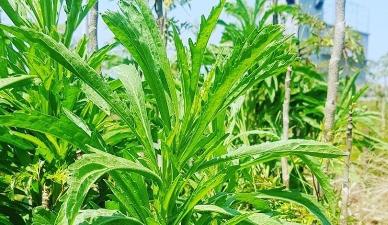 3 loại rau dưỡng gan, bổ khí huyết, ăn vào đến đâu người khỏe ra đến đó đang đầy chợ Việt - ảnh 2