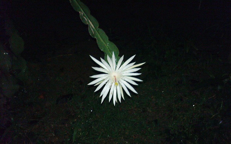 Loài hoa đắt nhất hành tinh: Đắt đến mức vô lý nhưng không thể mua trưng bày - ảnh 1