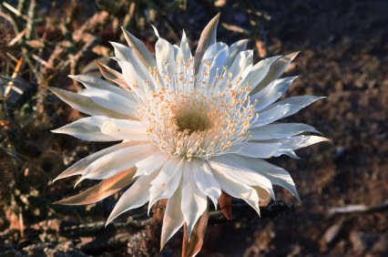 Loài hoa đắt nhất hành tinh: Đắt đến mức vô lý nhưng không thể mua trưng bày - ảnh 2