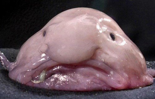 Cận cảnh loài cá xấu xí nhất hành tinh: Liệu bạn có dám thưởng thức? - ảnh 3