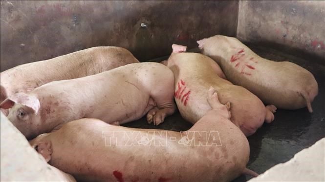 Heo lưu chuồng tại thời điểm kiểm tra Cơ sở giết mổ N.Đ.H.G.