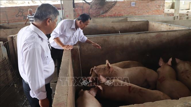 Kiểm tra khu vực lưu heo chờ giết mổ tại Cơ sở giết mổ N.Đ.H.G