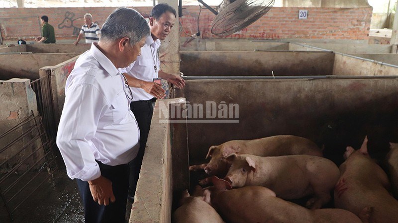 Đoàn kiểm tra liên ngành kiểm tra cơ sở giết mổ gia súc Dững-Nga vào ngày 2.6.2025.