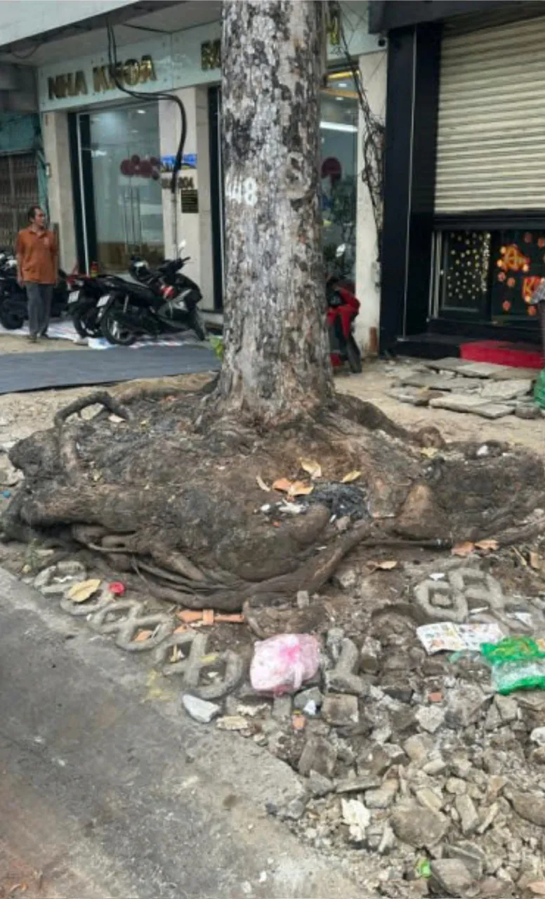 Thi công vỉa hè làm gốc cây trồi lên, nguy cơ ngã đổ rất cao. Ảnh: QUỐC HÙNG