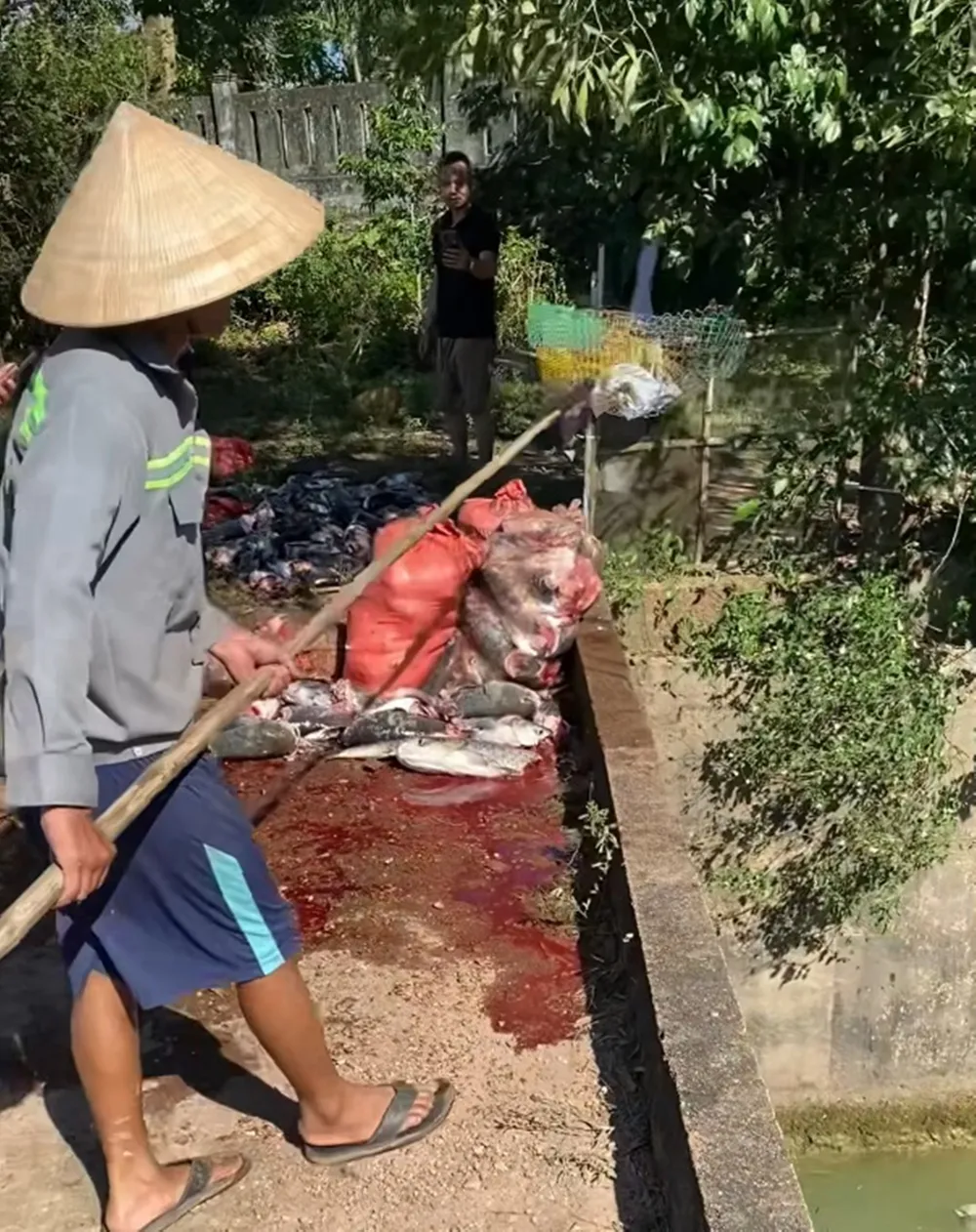 Một số hình ảnh người dân vớt cá lên bờ và cho vào các bao tải, ngày 31.05: