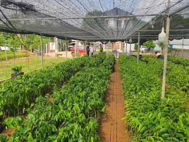 Lực lượng chức năng kiểm tra vườn trồng cây dó bầu tại huyện Tam Dương, Vĩnh Phúc.