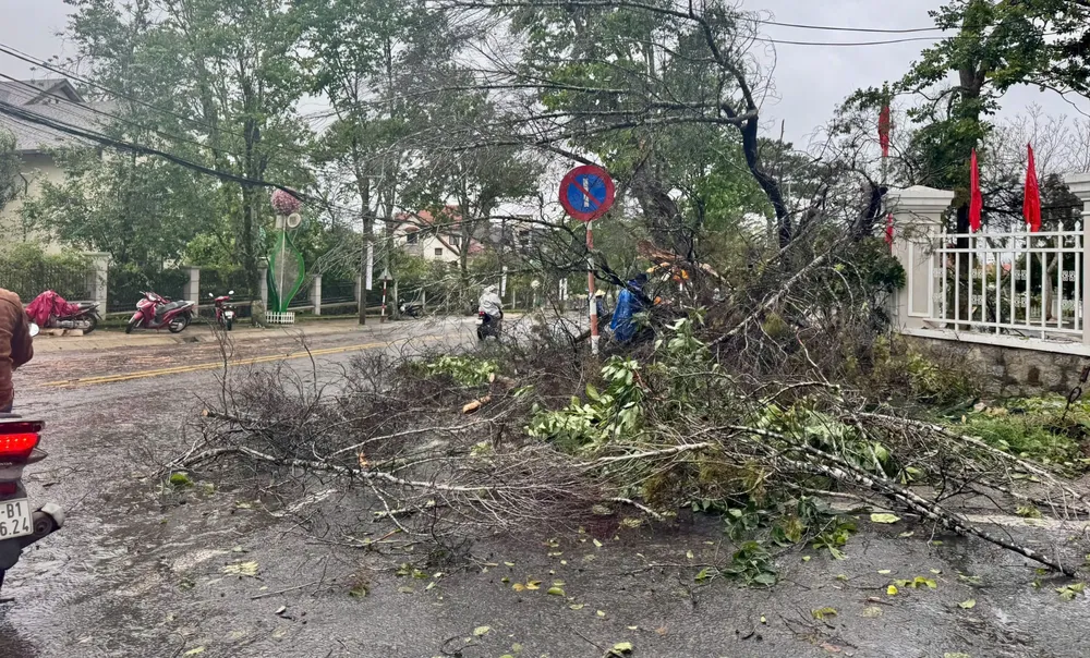 Cây lớn ngã đổ, may mắn không có thiệt hại về người