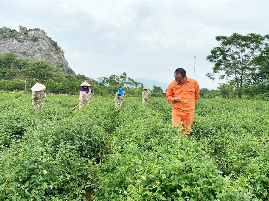 Vùng nguyên liệu sản xuất Trà Phúc Lộc Thọ của Công ty cổ phần Nông nghiệp công nghệ cao Thăng Long (huyện Chương Mỹ).