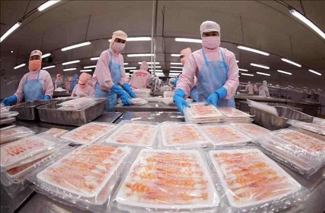 Chế biến tôm xuất khẩu ở nhà máy của Công ty Cổ phần Tập đoàn thuỷ sản Minh Phú. Ảnh: Vũ Sinh/TTXVN