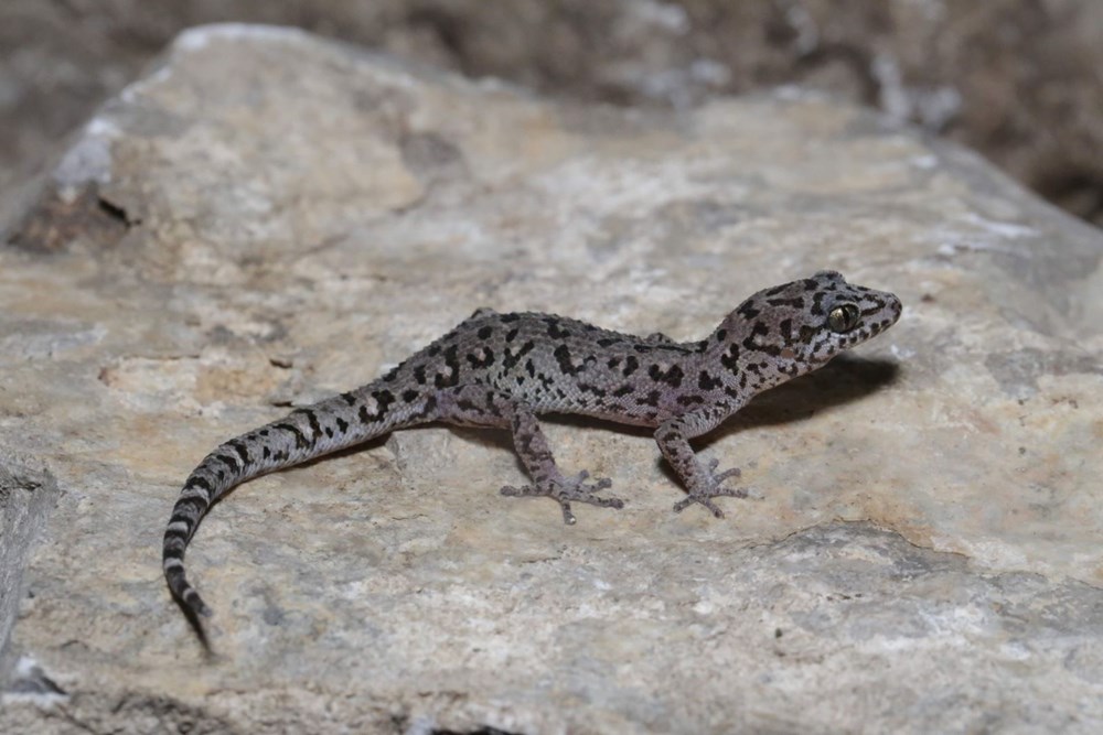 Loài thạch sùng lá Battambang (được đặt tên khoa học là Dixonius noctivagus). Ảnh: discoverwildlife.com