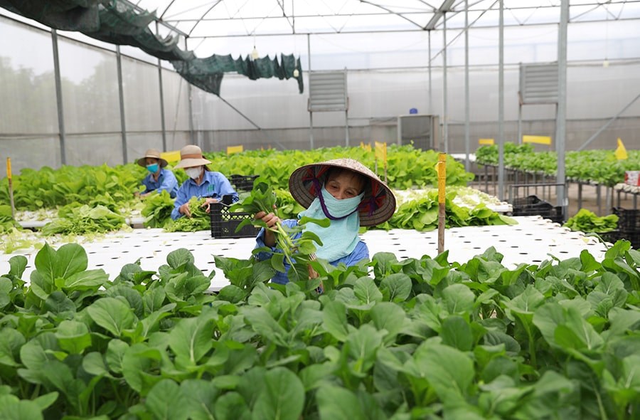 Thu hoạch rau trồng theo phương pháp thủy canh tại Công ty cổ phần Đầu tư An Hòa (phường Bát Tràng). Ảnh: Nguyễn Quang