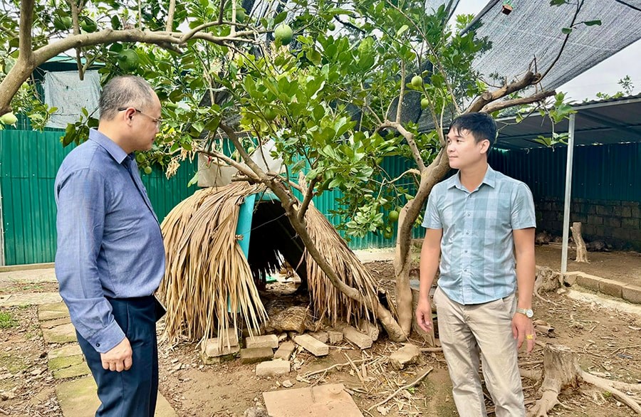 Mô hình nuôi dúi, chồn hương tại xã Phượng Dực cho giá trị kinh tế cao.