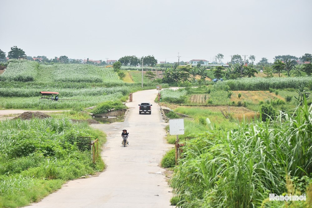 Cánh bãi phủ màu xanh ở xã Minh Châu (Hà Nội). Ảnh: Quang Thái