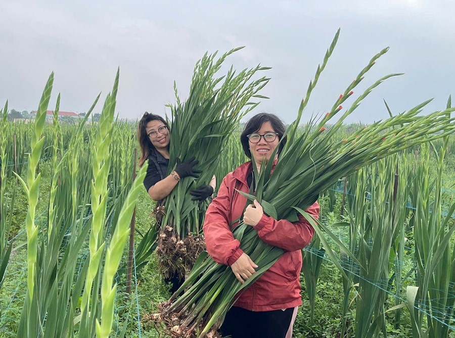Mô hình trồng hoa lay ơn tại xã Thuận An.