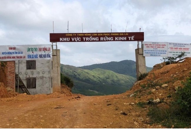 Khu vực trồng rừng của Công ty Phúc Phong ở Gia Lai.