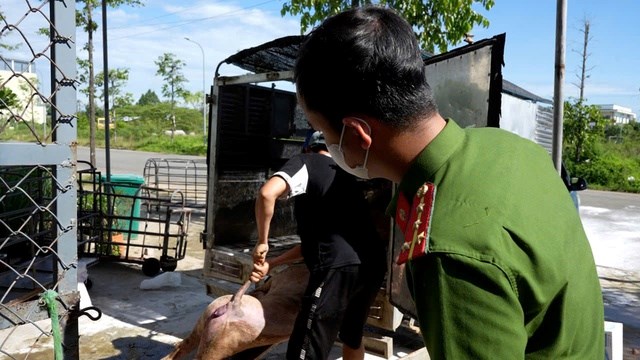 Cảnh sát kinh tế phát hiện điểm lợn bị dịch.