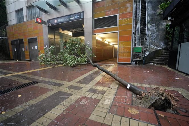 Cây đổ trong gió lớn do ảnh hưởng của bão Wipha tại Hong Kong, Trung Quốc, ngày 20.7. Ảnh: THX/TTXVN