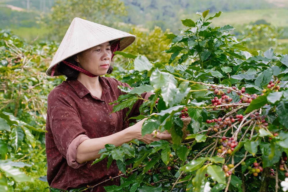 Nâng tầm thương hiệu cà phê Khe Sanh qua du lịch - ảnh 5