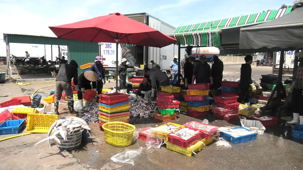 Chống IUU để bảo vệ sinh kế và uy tín quốc gia - ảnh 4