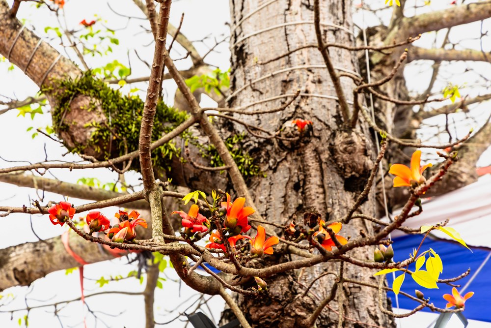 Đánh thức di sản, lan tỏa giá trị văn hóa - ảnh 3